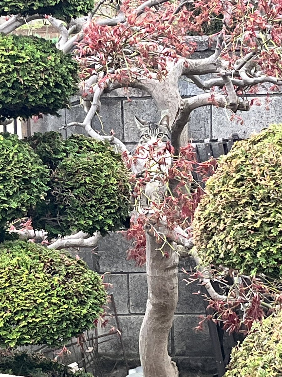 パパっちゴリラ tweet media