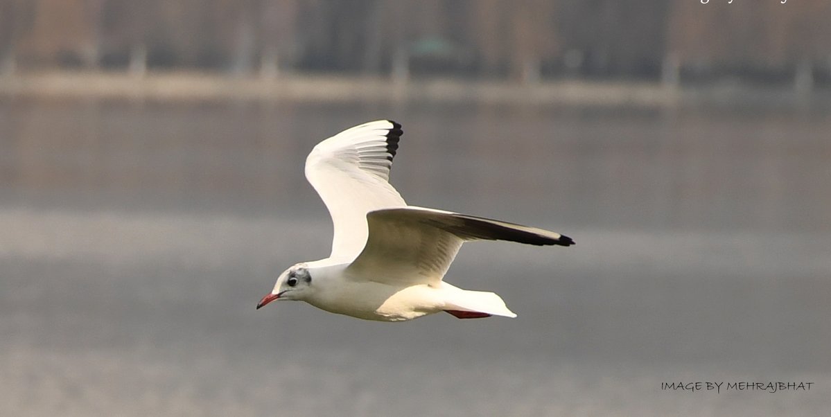 KashmirLife's tweet image. Kashmir: The Chatlam Birds
Watch a #KashmirLife #photoFeature on the birds fund in the #Chatlam #Wetland near #Pampore, #Kashmir's #Saffron capital
📷: #MehrajBhat