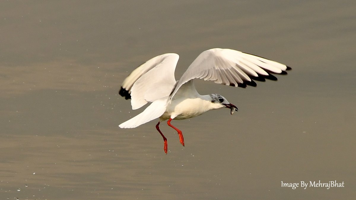 KashmirLife's tweet image. Kashmir: The Chatlam Birds
Watch a #KashmirLife #photoFeature on the birds fund in the #Chatlam #Wetland near #Pampore, #Kashmir's #Saffron capital
📷: #MehrajBhat