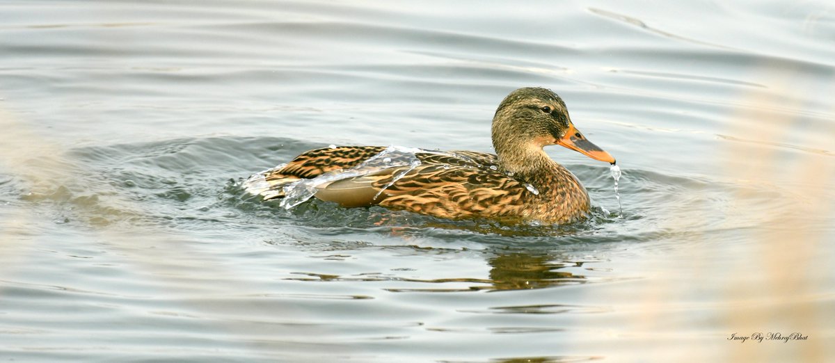 KashmirLife's tweet image. Kashmir: The Chatlam Birds
Watch a #KashmirLife #photoFeature on the birds fund in the #Chatlam #Wetland near #Pampore, #Kashmir's #Saffron capital
📷: #MehrajBhat
