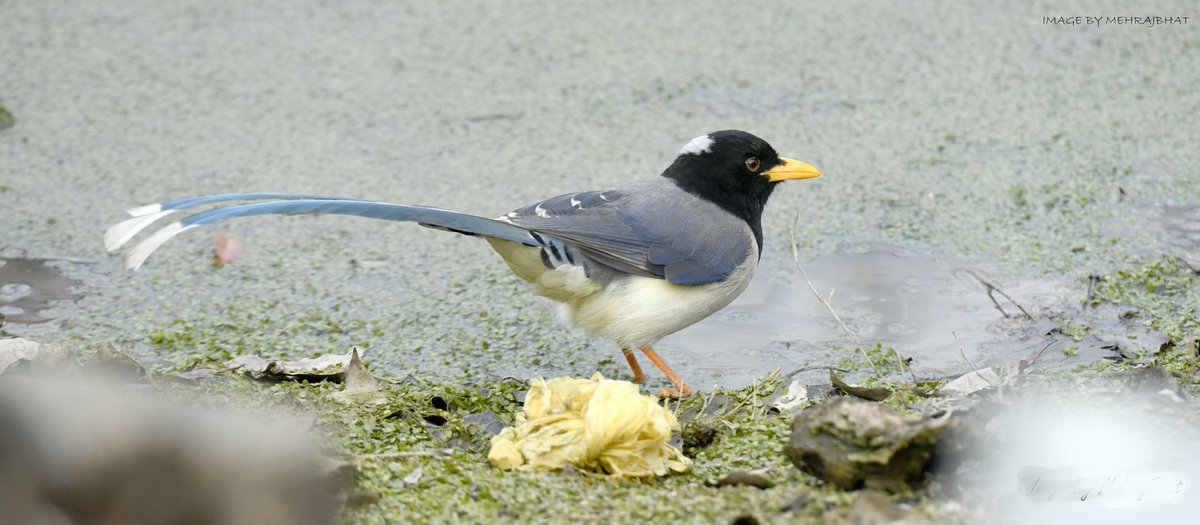 KashmirLife's tweet image. Kashmir: The Chatlam Birds
Watch a #KashmirLife #photoFeature on the birds fund in the #Chatlam #Wetland near #Pampore, #Kashmir's #Saffron capital
📷: #MehrajBhat