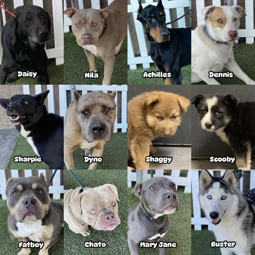 8415_n's tweet photo. 3/4
It's #Stanislaus Saturday once again.
4️⃣2️⃣ #bestfriends listed
1️⃣7️⃣ saved
2️⃣5️⃣ #dogs still need #HELP

Fall in ❤
➡️ go to the shelter
➡️ #ADOPT or #FOSTER

Please find each individual profile + out of state reach out ⬇️
https://t.co/AtYS0zwQE5

#Modesto #StanCounty #NorCal https://t.co/RbZBI1NkKd