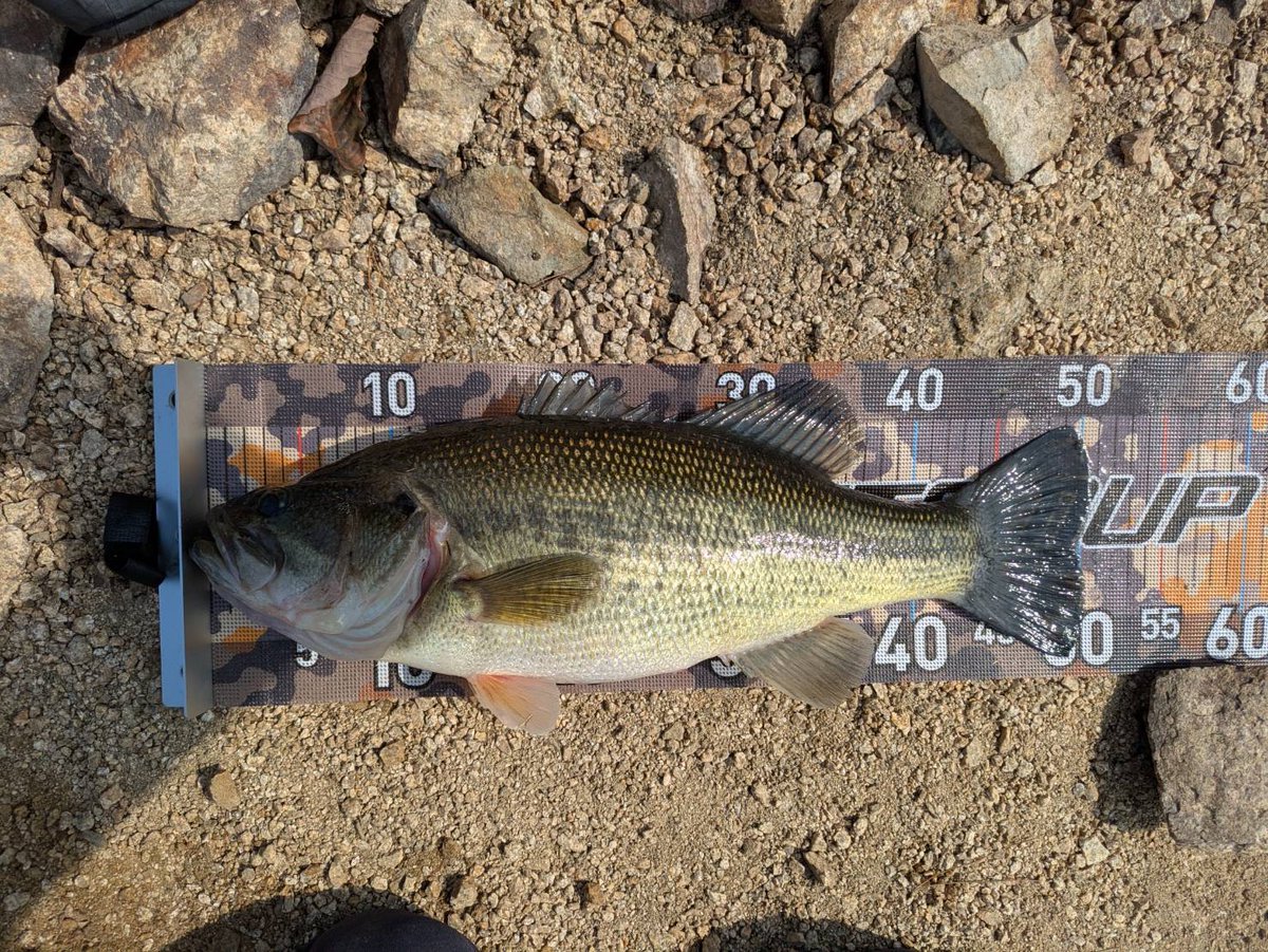 WEVA2019's tweet photo. 高岡さんから釣果報告頂きました！

釣行日→26/3/27.28
サイズ→50cm 35cm 39cm 39cm 42cm
ウエイト→2270g 未計量 未計量 未計量 1320g
ルアー→レイドジャパン　フィッシュローラー3
  ボトムアップ　ブルスホッグ3
  ボトムアップ　クネリ―

#レイドジャパン
#ボトムアップ
#フィッシュローラー https://t.co/flt8Hbsz56
