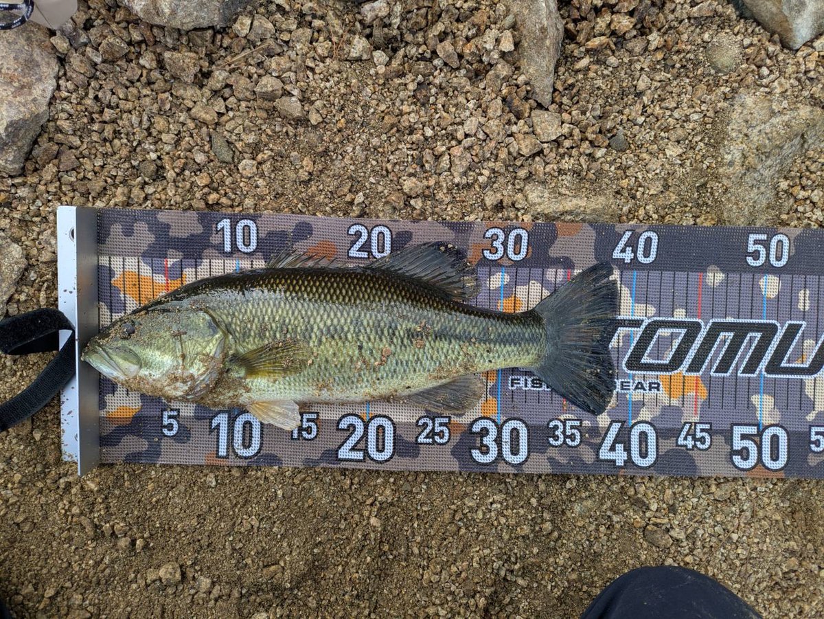 WEVA2019's tweet photo. 高岡さんから釣果報告頂きました！

釣行日→26/3/27.28
サイズ→50cm 35cm 39cm 39cm 42cm
ウエイト→2270g 未計量 未計量 未計量 1320g
ルアー→レイドジャパン　フィッシュローラー3
  ボトムアップ　ブルスホッグ3
  ボトムアップ　クネリ―

#レイドジャパン
#ボトムアップ
#フィッシュローラー https://t.co/flt8Hbsz56