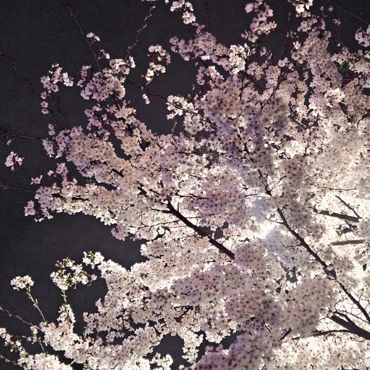 🐯TORA🐯 tweet media