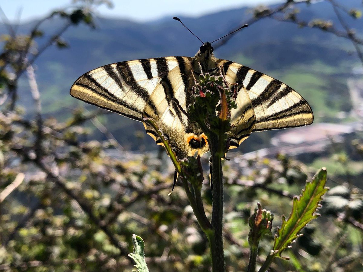PedroAierbe's tweet photo. Scarce Swallowtail (Iphiclides podalirius) gaur Beasainen, eguzkia lagun

#Butterfly #ScarceSwallowtail #Iphiclides #Insect #Wildlife #Nature #Photography #Lepidoptera #Macro #Butterflies #Entomology #NatureLovers #WildlifePhotography https://t.co/SQfeRSNLXO