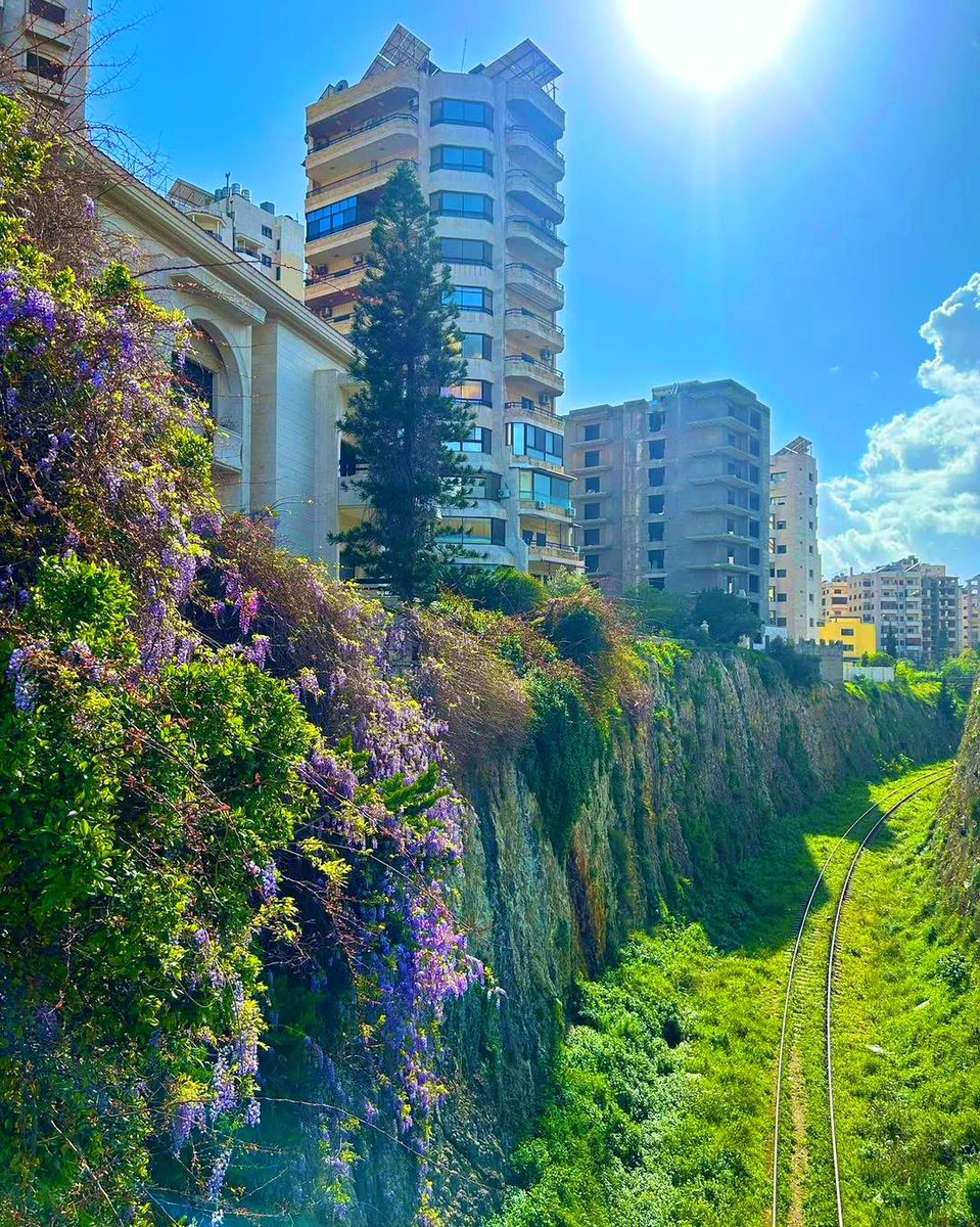 Madonna Kalousian 🦉🍉🥄🪁 tweet media