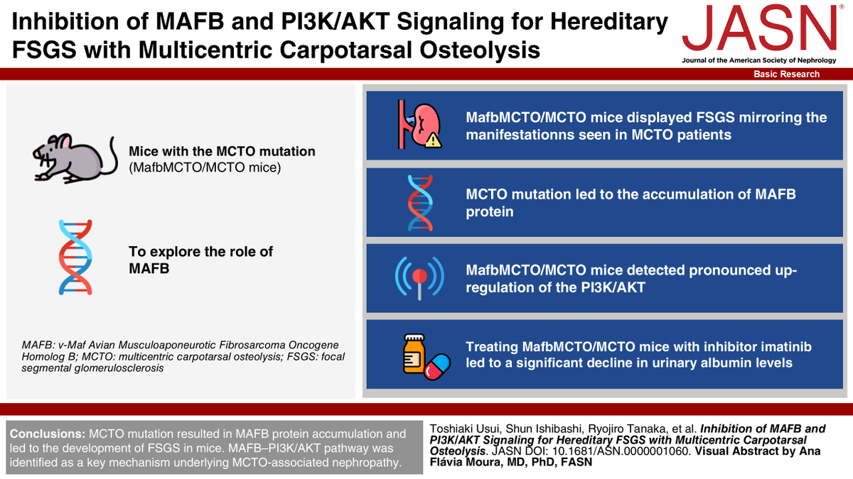 asnpublications's tweet photo. Multicentric carpotarsal osteolysis (MCTO) mutation results in MAFB protein accumulation and leads to the development of FSGS in mice, identifying the MAFB–PI3K/AKT pathway as a key mechanism underlying MCTO-associated nephropathy. #ASNJASN #basicscience https://t.co/j2ErygoIRW https://t.co/b36ciKGNTW
