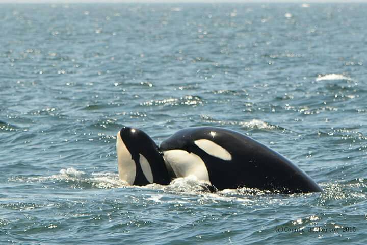 nekochea tweet media