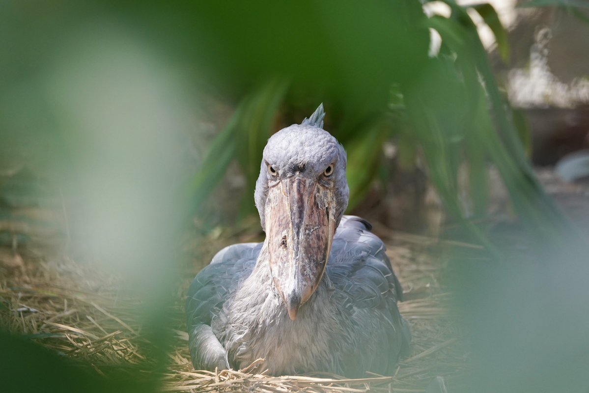 元ゲオルゲ tweet media