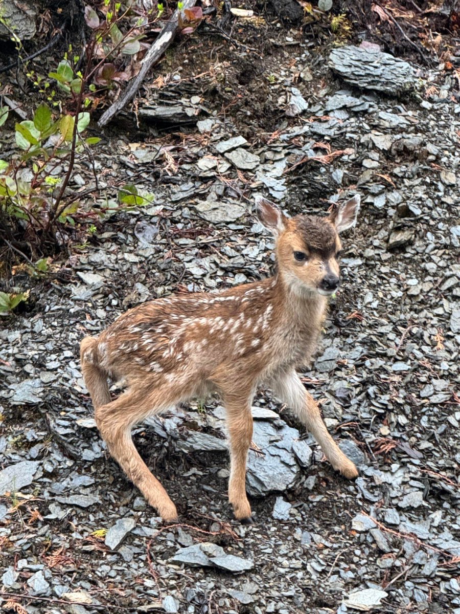 Deer in Places they Shouldn't Be tweet media