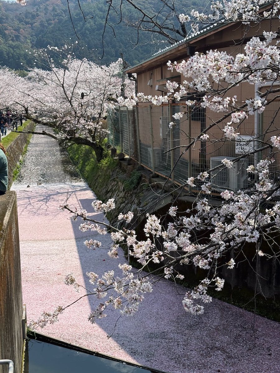 SabonLover's tweet photo. 哲学の道、花びらが地面を埋め尽くしてた。🌸
川にも、道にも、ぜんぶ桜。 歩くたびに踏んでしまうのが申し訳なくなるくらい。
こんな景色、見たことなかった。
哲学の道、行ったことある人いますか？ いいね押すと 桜 が出ます🌸
#哲学の道 #京都桜 #桜2026  #京都旅行 #旅行好きな人と繋がりたい https://t.co/KqTTAFoxm4