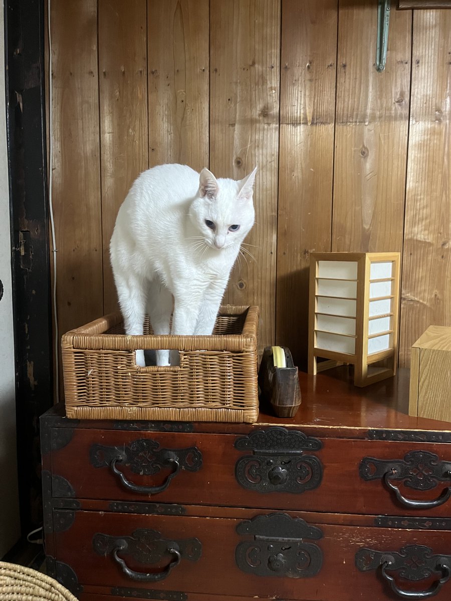 いのうえもんぺ tweet media