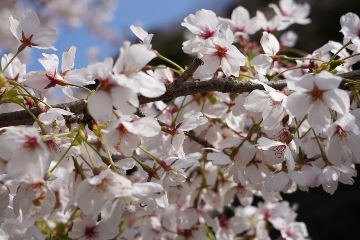 しゃちてん＠サブ tweet media