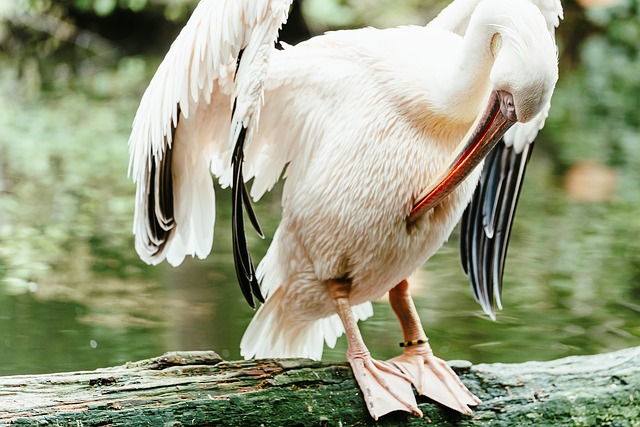Lauren White大阪手押し相撲天王寺ミナミ藤井寺八尾柏原平野羽曳野松原東大阪富田林堺生野住吉 tweet media