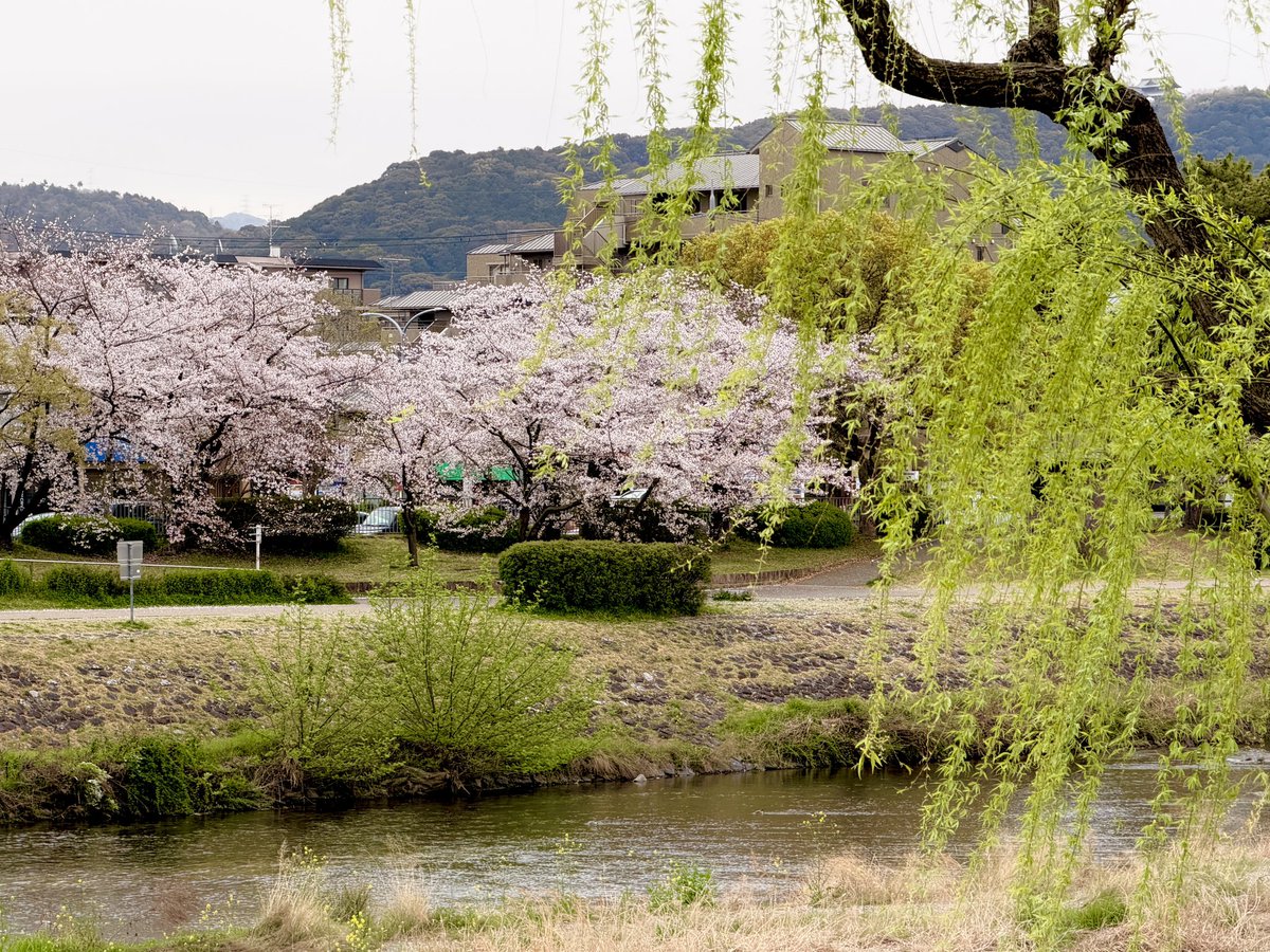 toplem's tweet photo. 京都検定で行き当たりばったりに
桜を楽しむ会

天気がなんとかなった
午前中を中心に楽しんで来ました。

京都府庁からスタート
鴨川、高瀬川など川沿いの桜が
中々きれいでしたね。 https://t.co/0gTrfgzTwT