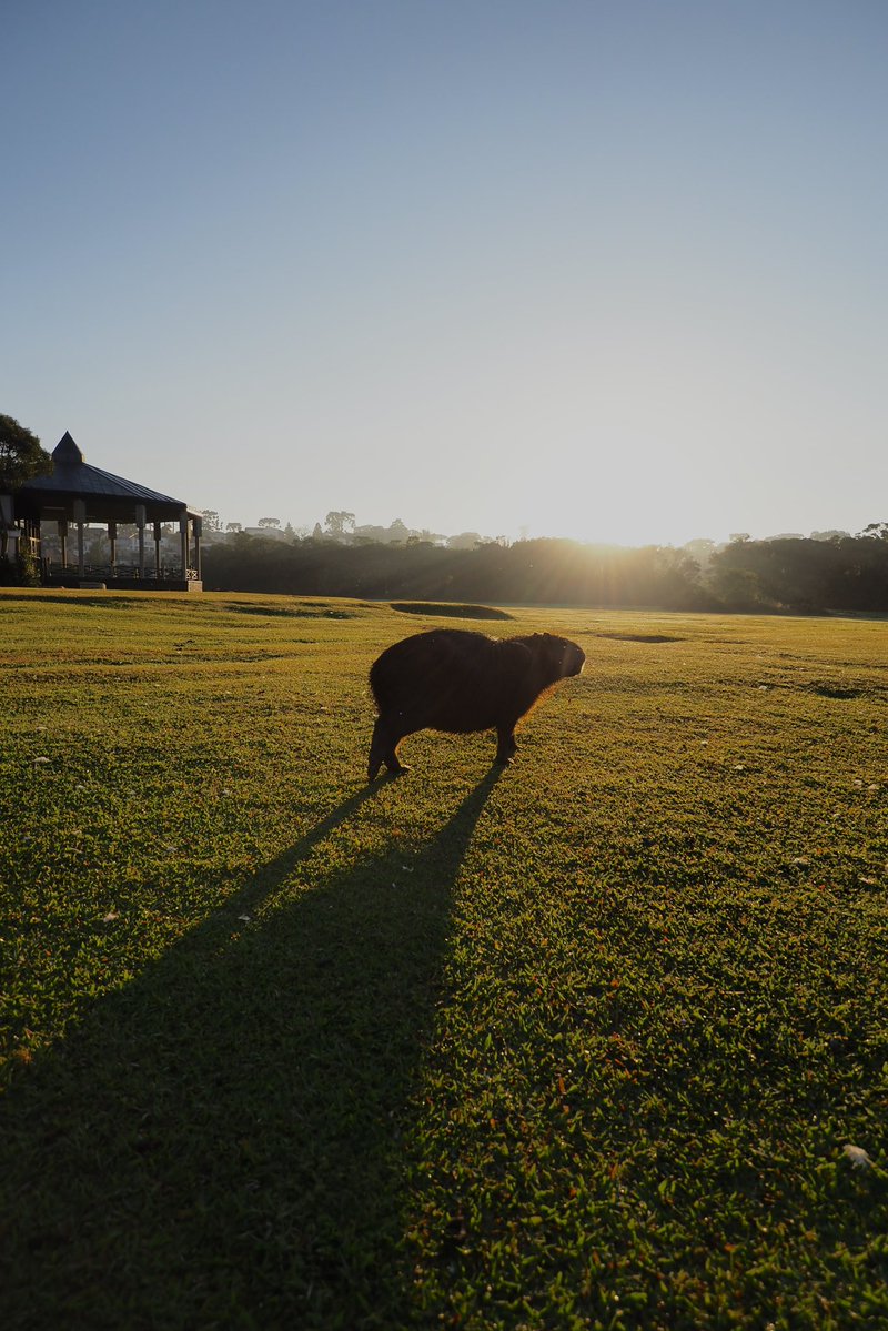 カピゴン松島【南米カピバラ探検家】ビバ南米 tweet media