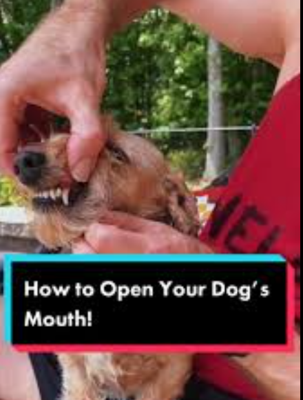 Bogdan Stefan tweet media