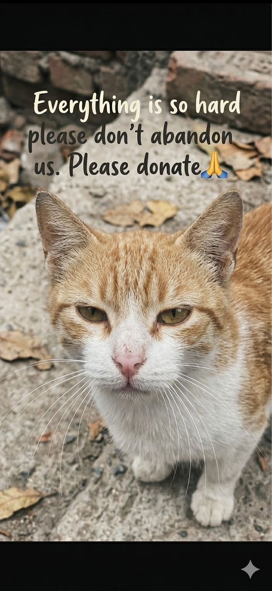 ♥️🇵🇸🇵🇸❤️A lover ♥️of homeless cats😻❤️🌱🌱👍🤗 tweet media