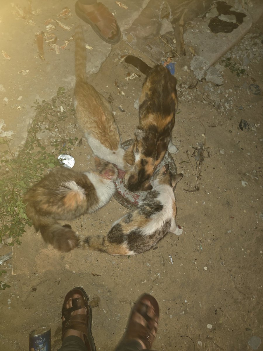 ♥️🇵🇸🇵🇸❤️A lover ♥️of homeless cats😻❤️🌱🌱👍🤗 tweet media