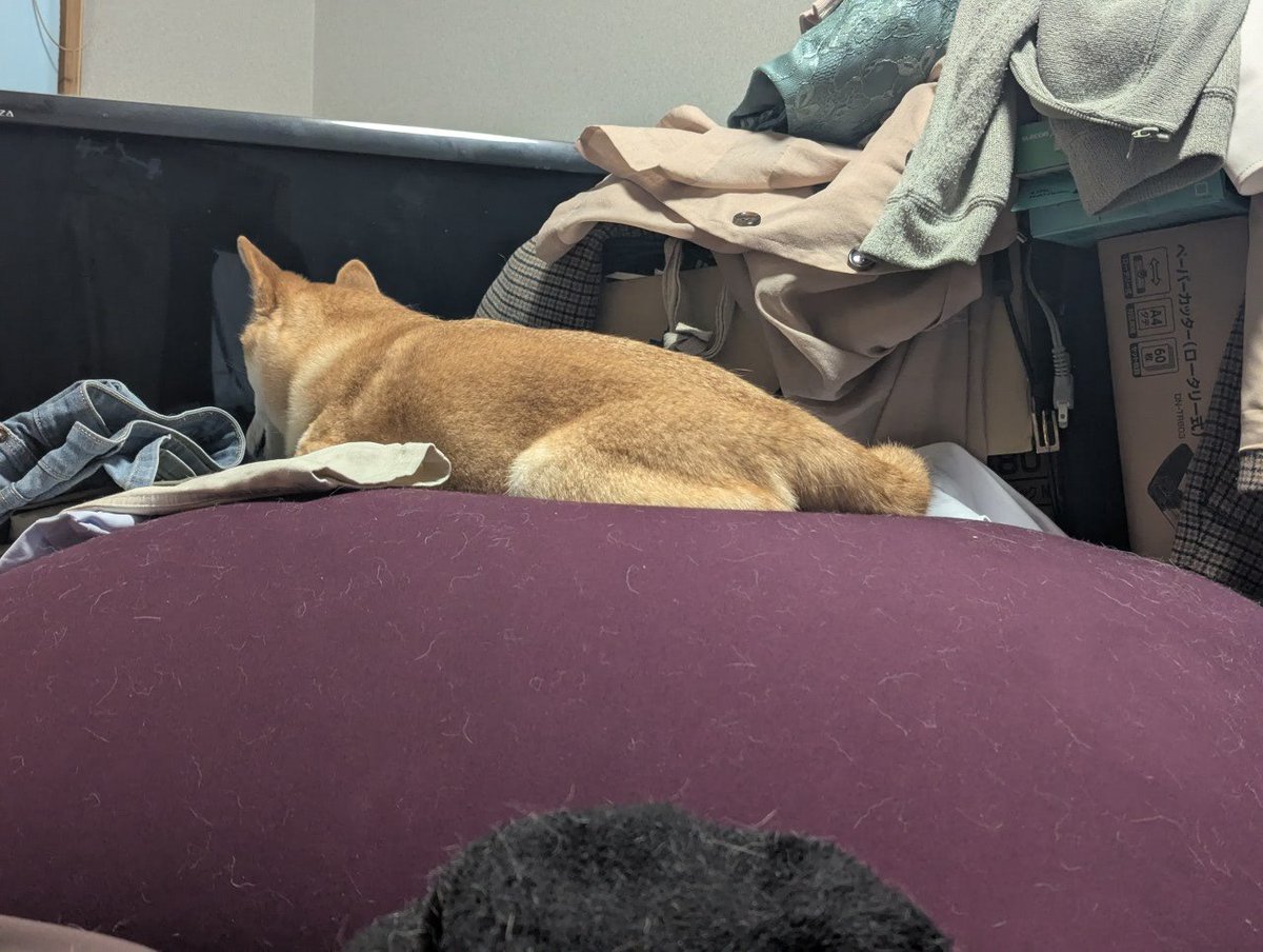 むーさー＠コス売り子承ります tweet media