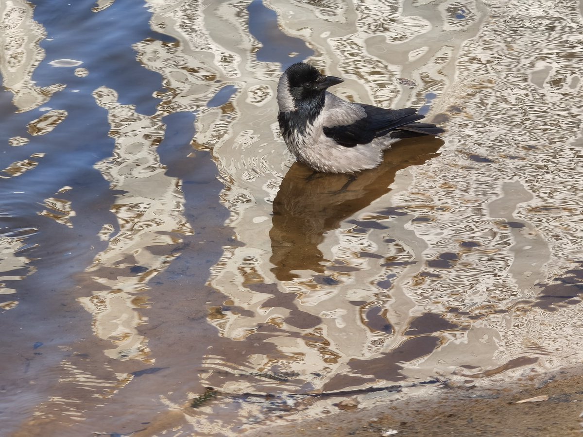 Психомоторная лодка tweet media