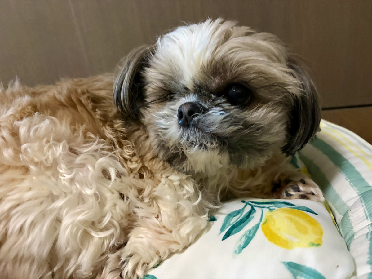 粒犬@我愛香水 tweet media