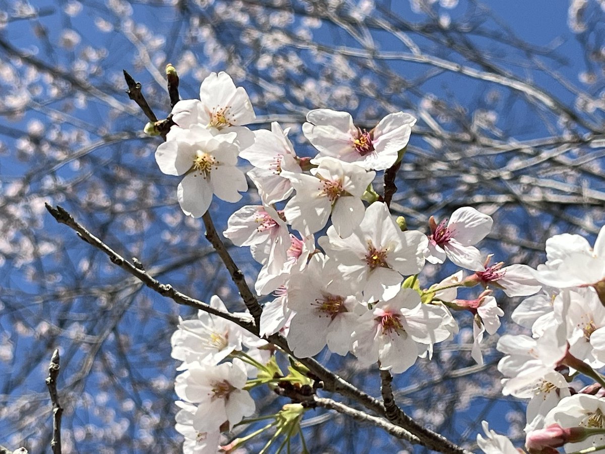 かな tweet media
