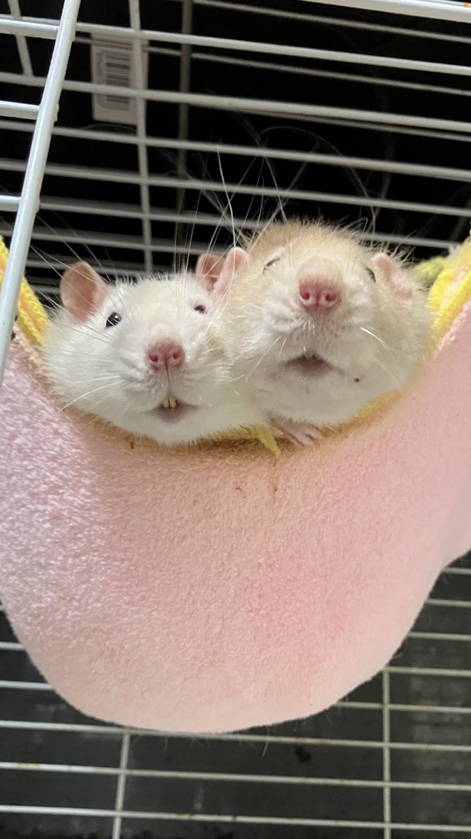 ちゅっ

#世界ネズミの日