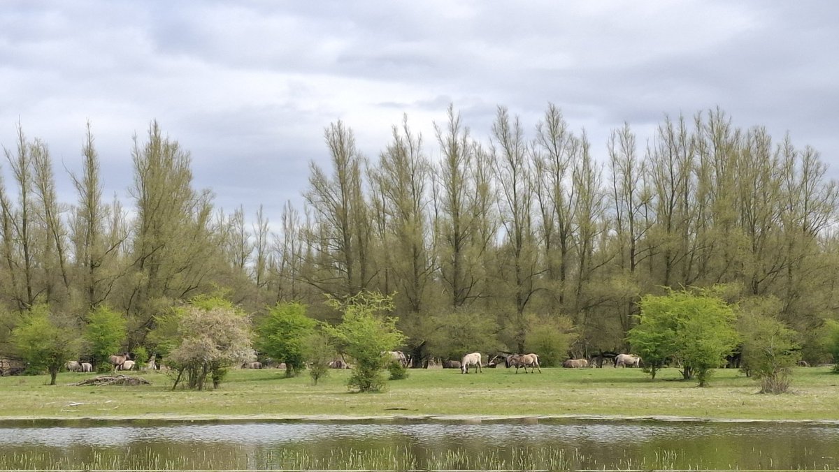Annemieke 🍄🌼 tweet media