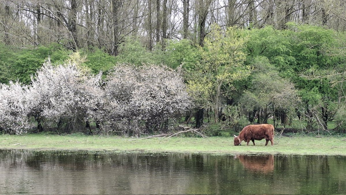 Annemieke 🍄🌼 tweet media