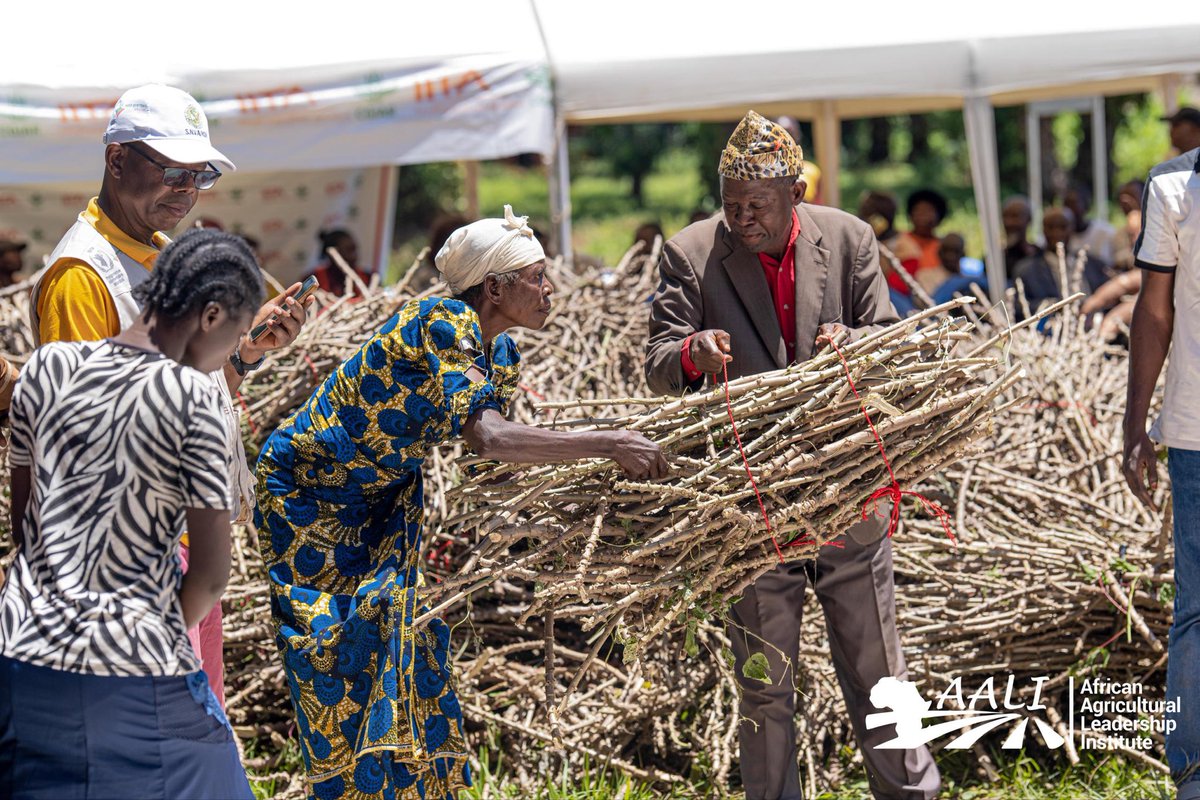 AALI African Agricultural Leadership Institute tweet media