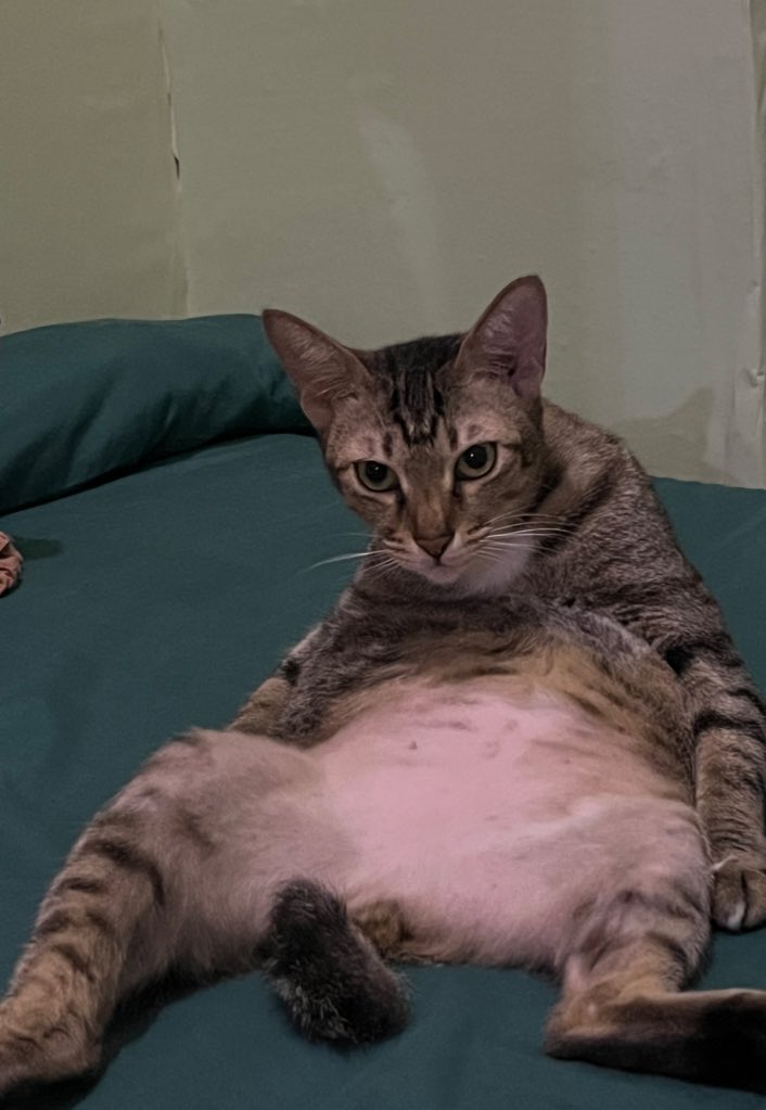 Sbubu N Gang tweet media