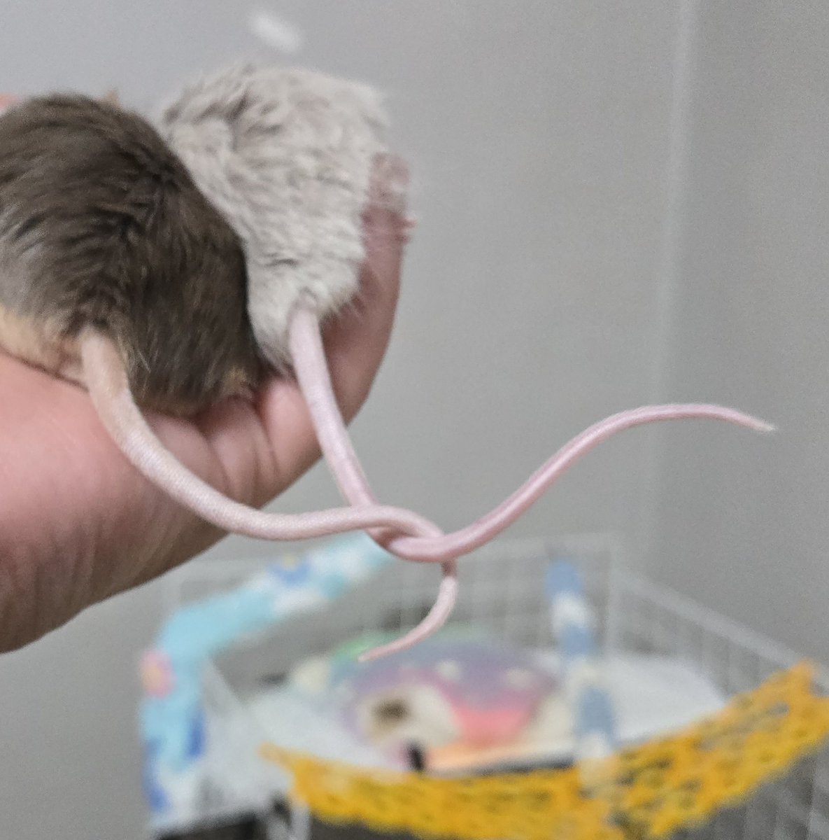 일사영1 tweet media