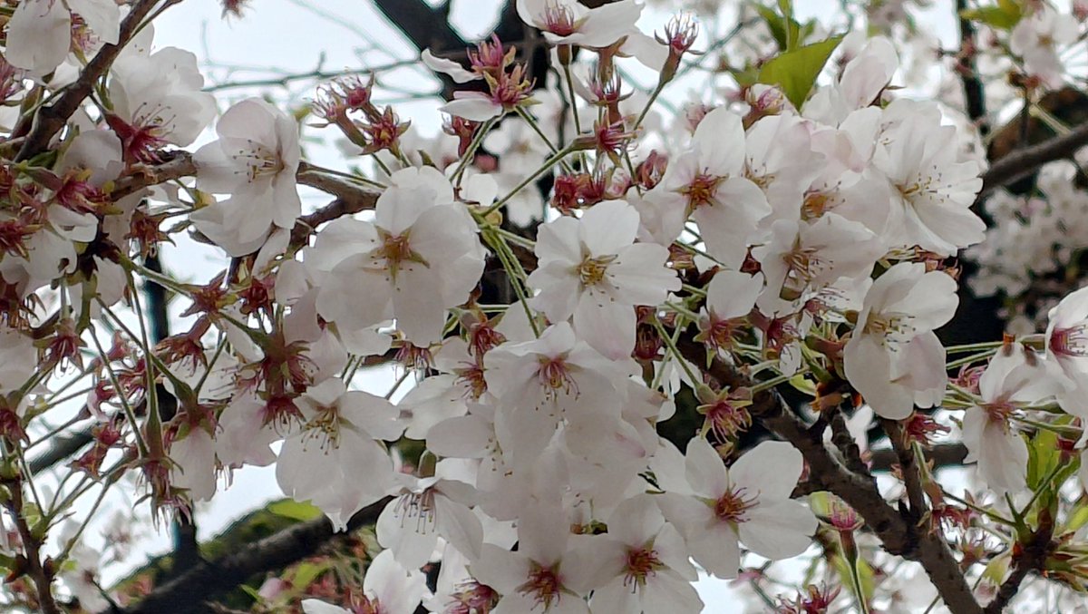 あずき tweet media