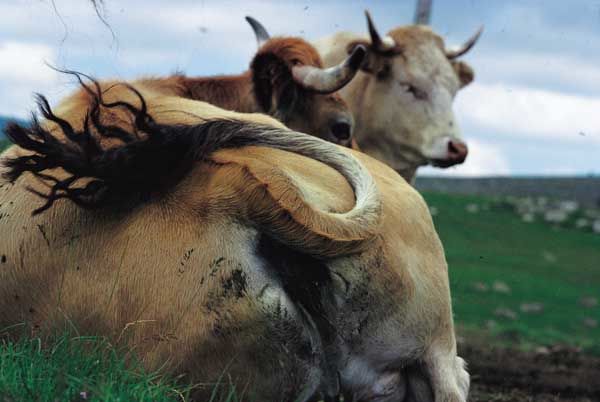 stakholos71877's tweet image. ATTENTION méfiez-vous l'idiot est bien protégé par la sorcière SUCEUSE de bâton de Berger 🤣🖕