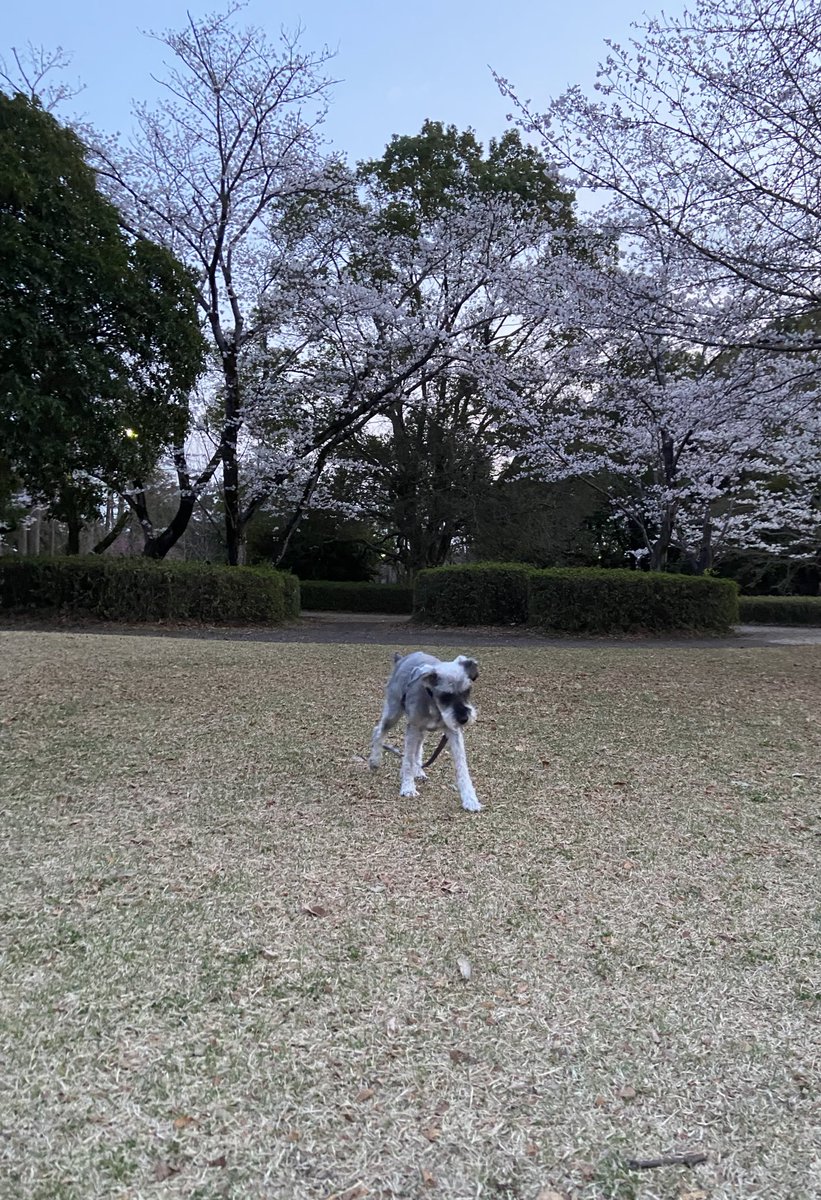 BOCrt610's tweet photo. ルートが16才になりました🎂
ゆっくりとお散歩楽しんでます🌸✨🐕
年取った分かわいさはマシマシ https://t.co/sm1gPNblJh