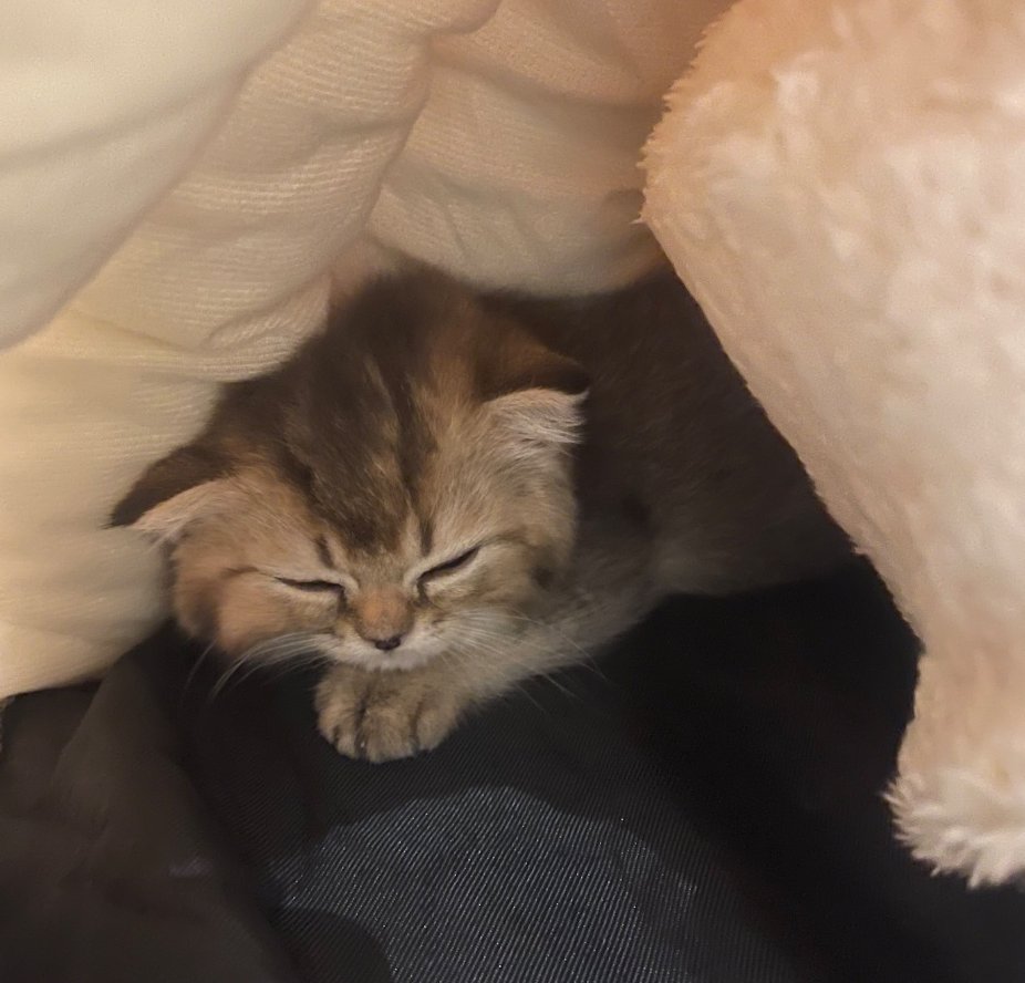 kaizo 🎭 tweet media