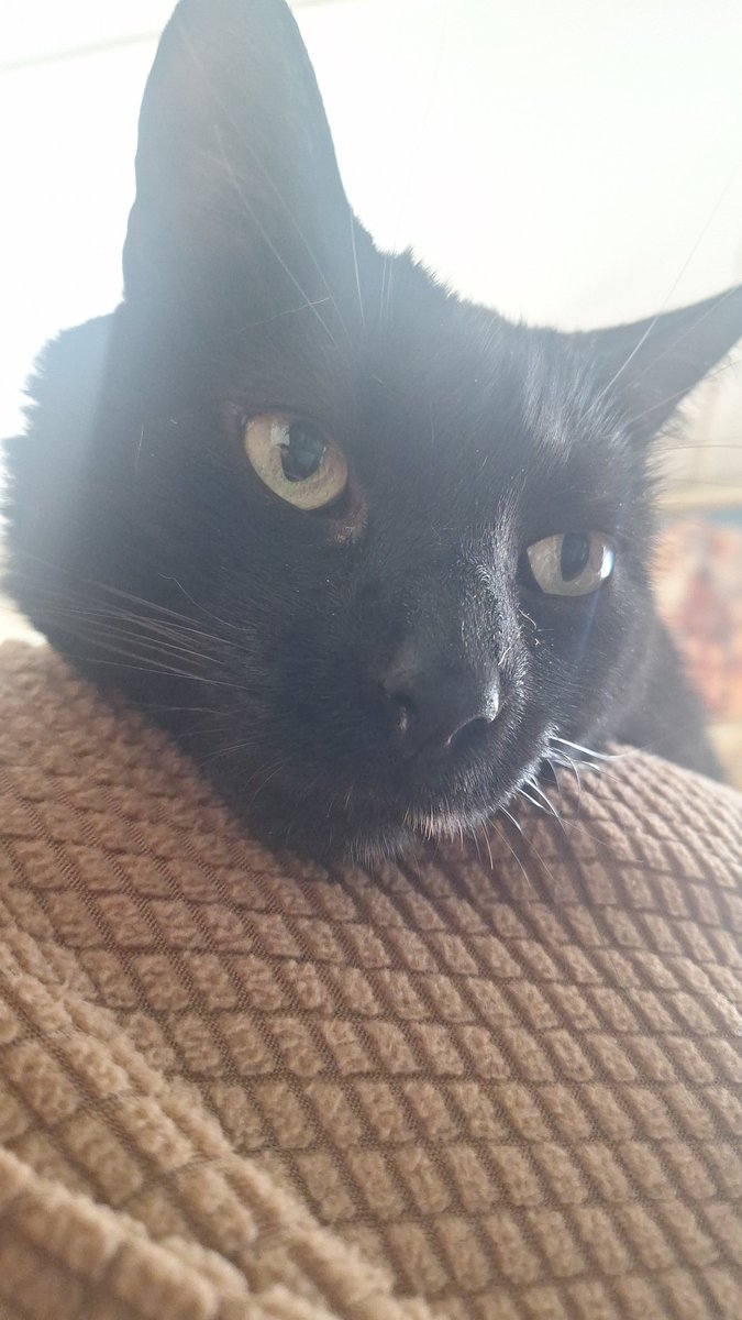 zads cat (⁠*⁠˘⁠︶⁠˘⁠*⁠)⁠.⁠｡⁠*⁠♡ MEOWW tweet media