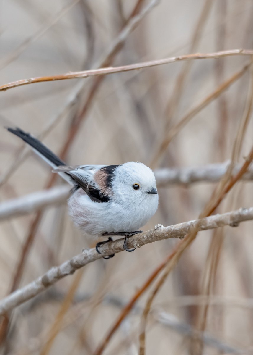tomo〜年中シマ活中〜 tweet media