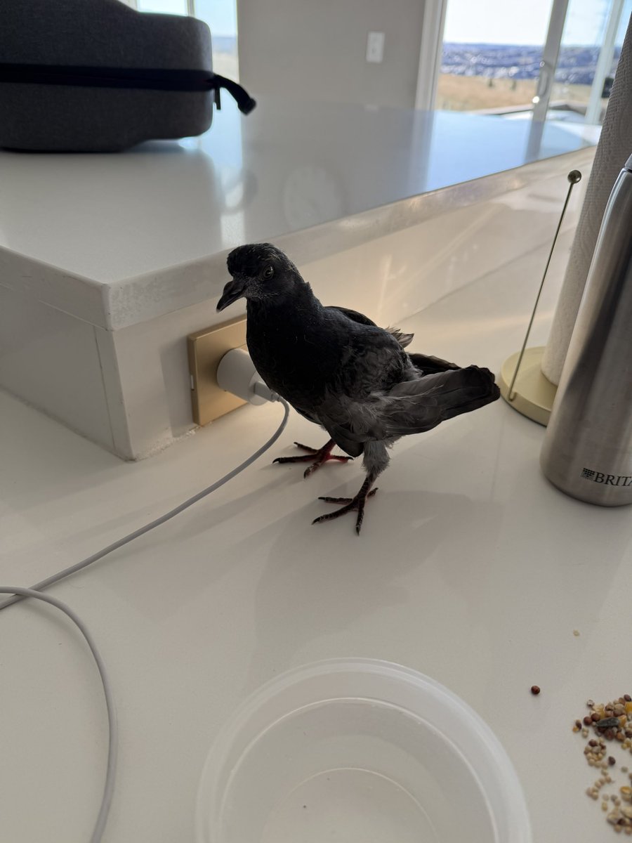 Southern Cross 🇺🇸✈️ tweet media