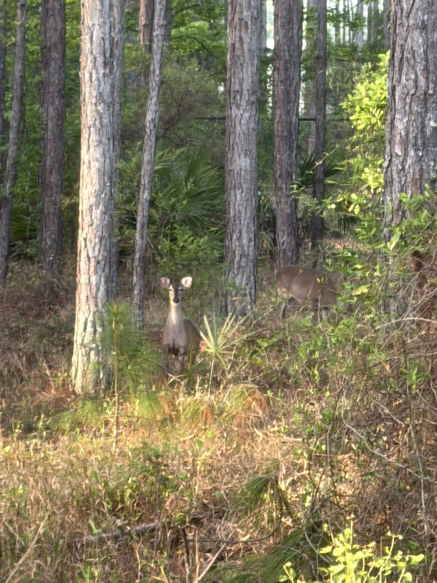 _lemoncat's tweet photo. deer . in backyard 🤧🤧 https://t.co/vF3zG7lIPp