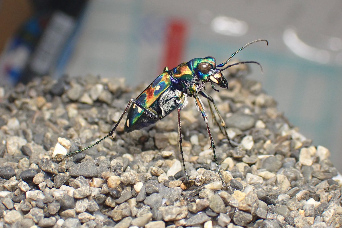 やなぎ tweet media