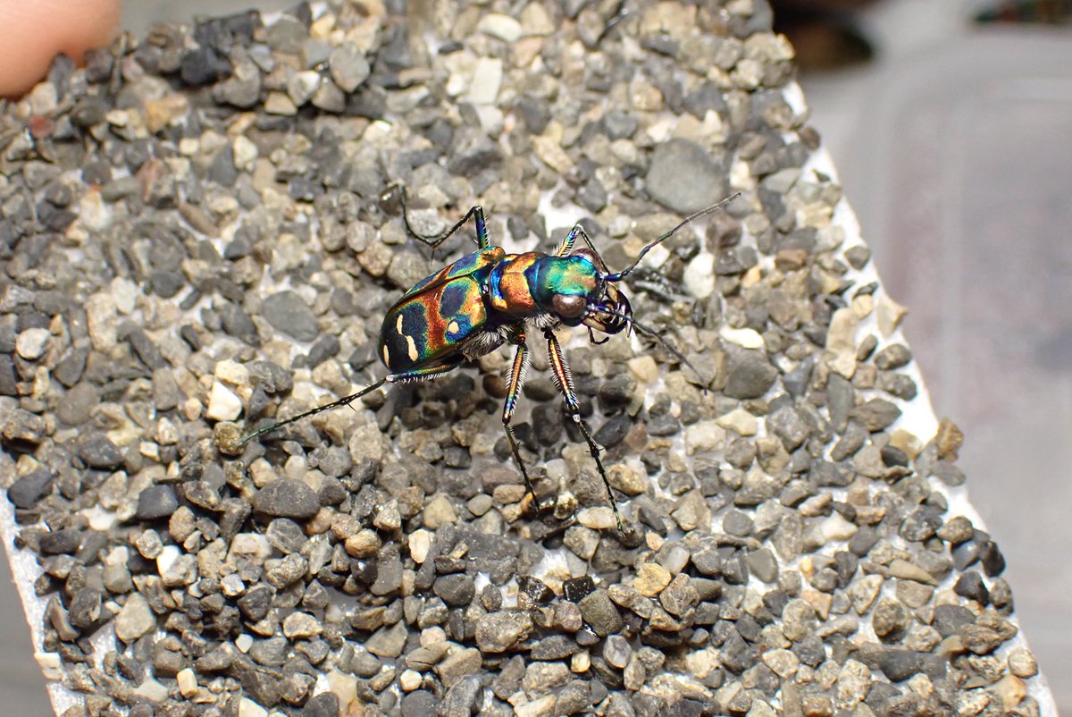 やなぎ tweet media