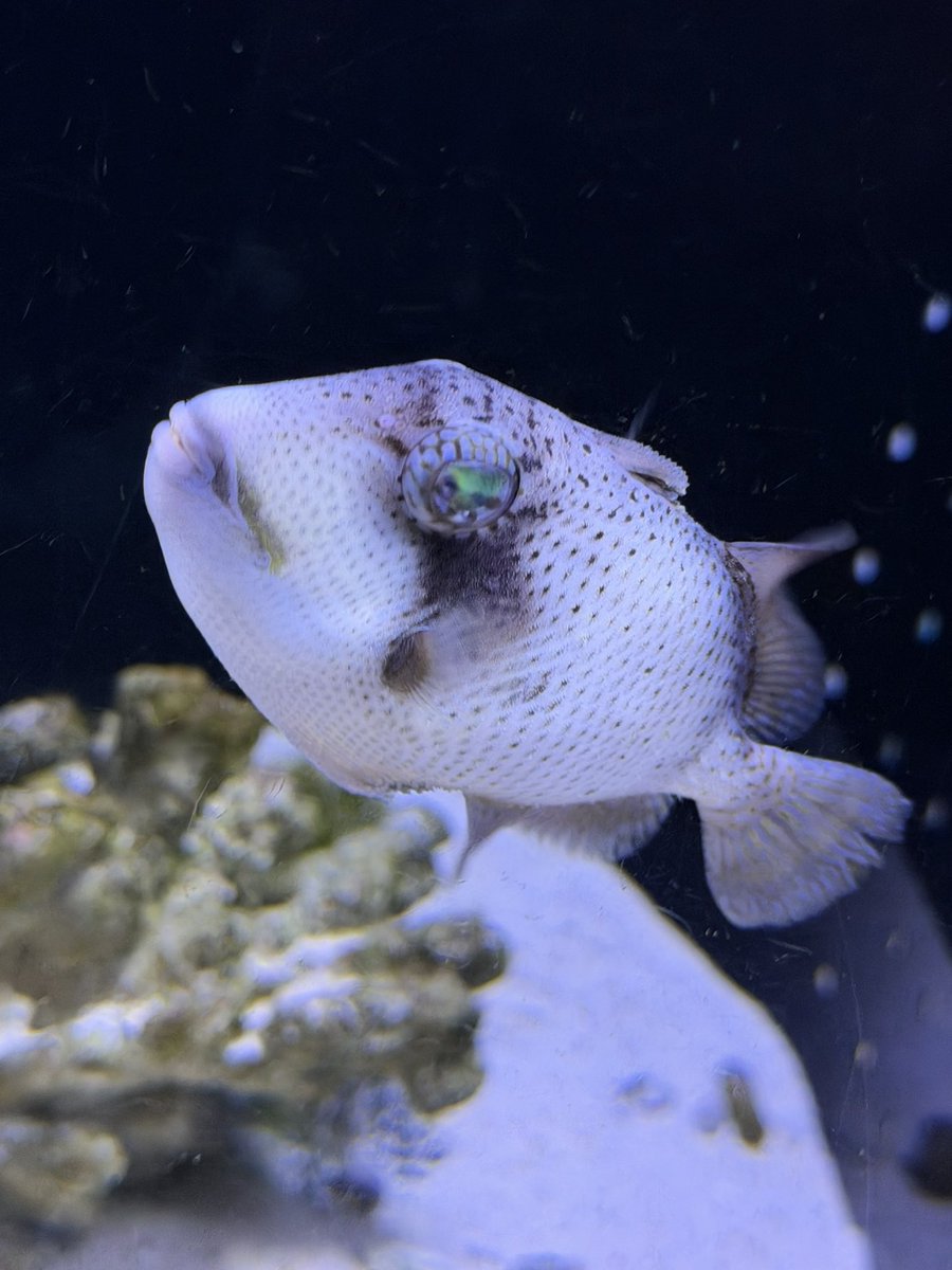 さめこ tweet media