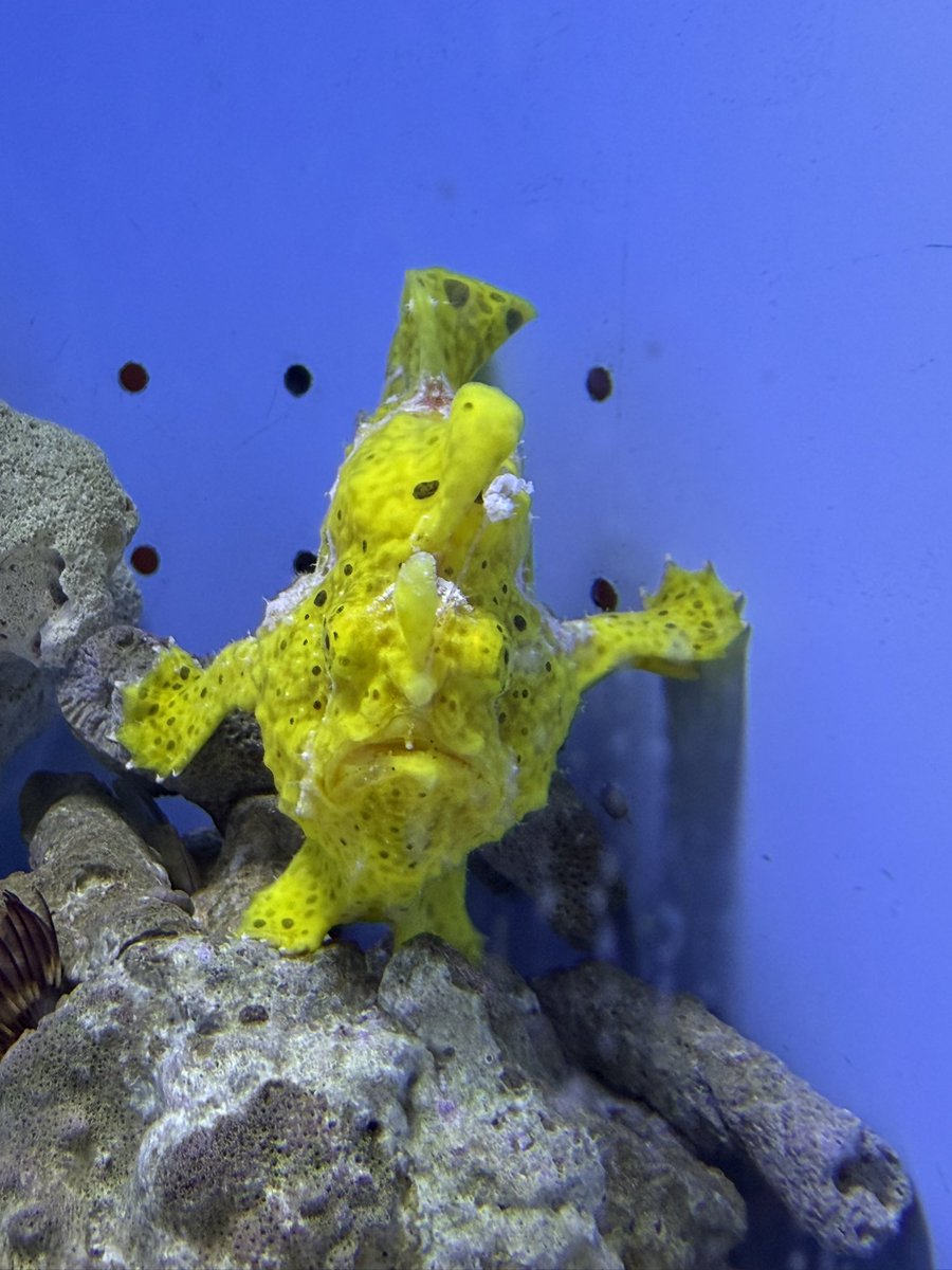 さめこ tweet media