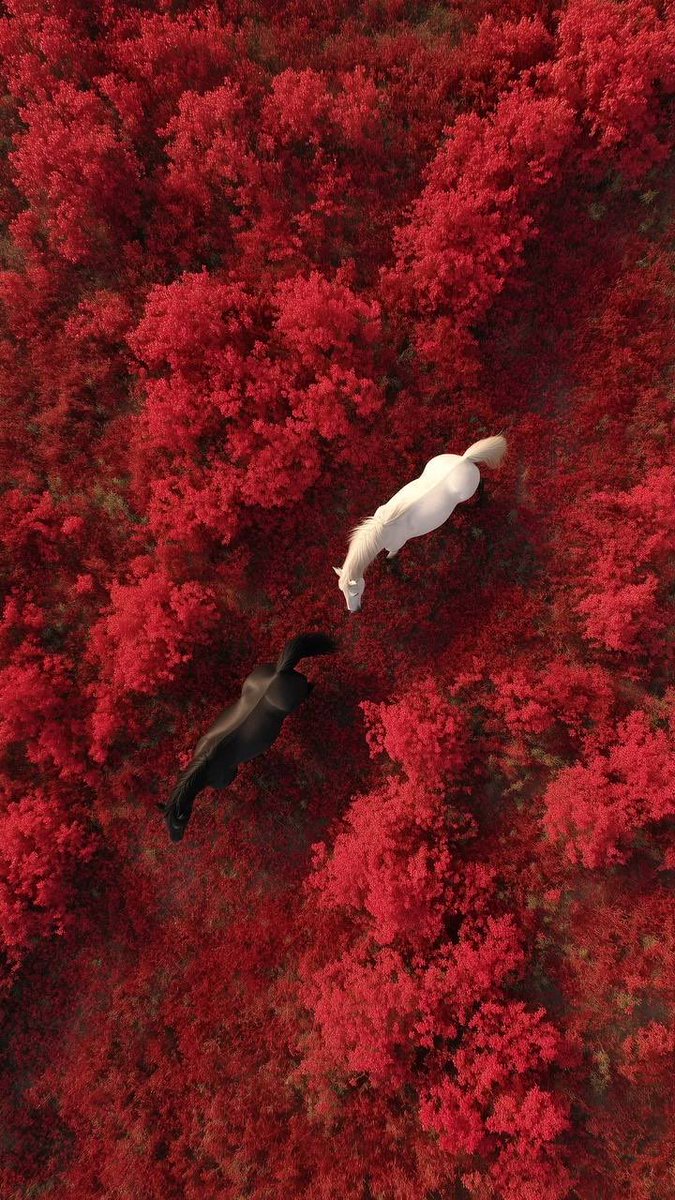 بشائر بنت عبدالله الحربي 🇸🇦 tweet media