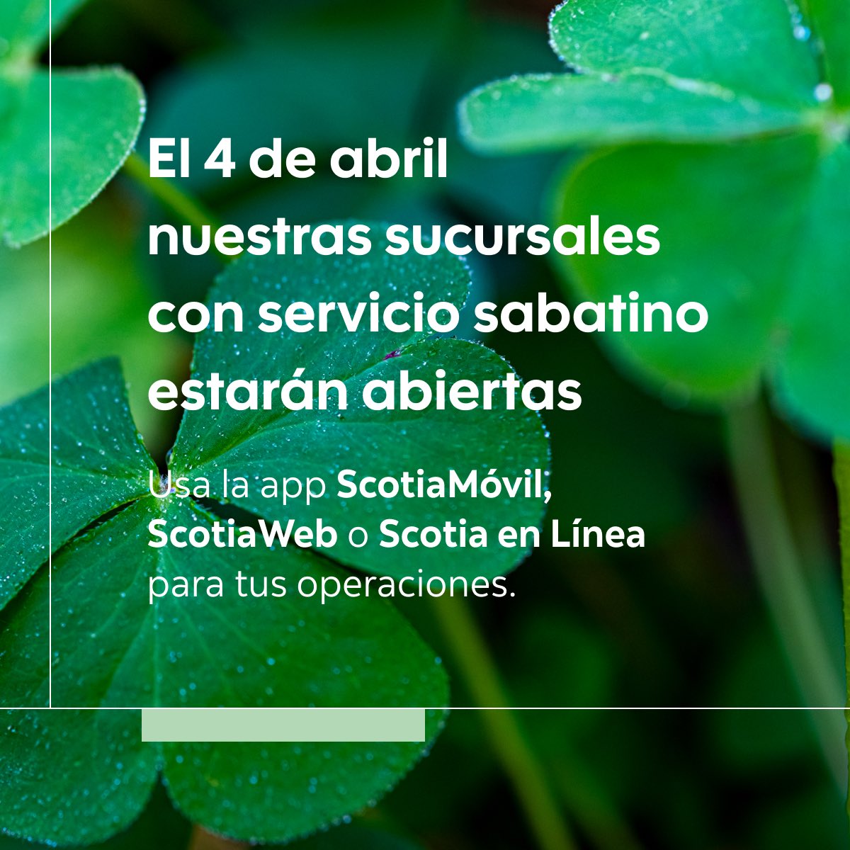 Scotiabank en México tweet media