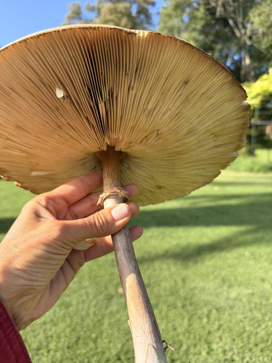 LaBitoria🍷🐶 tweet media