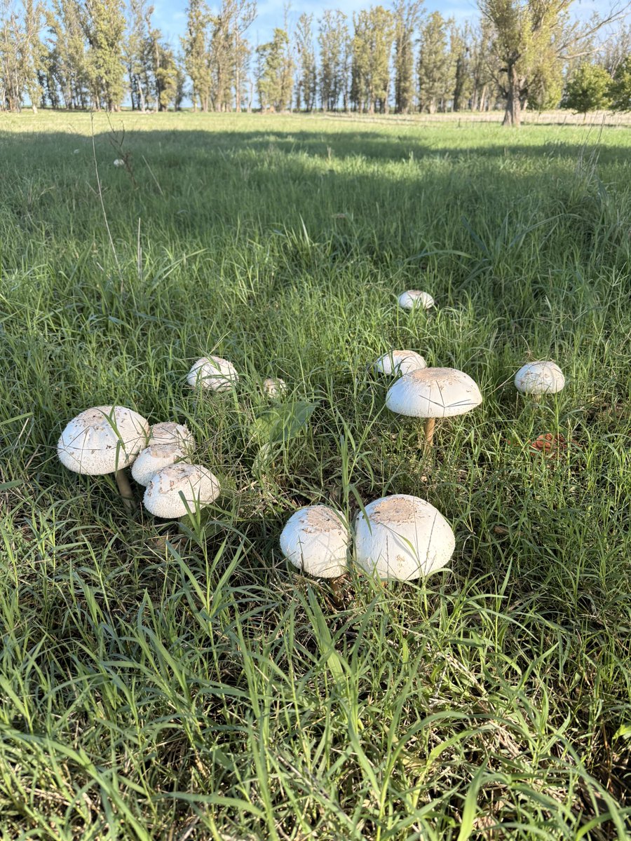 LaBitoria🍷🐶 tweet media